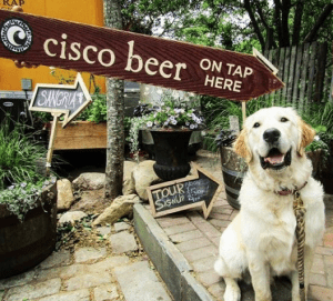 cisco brewers